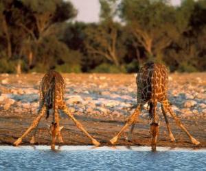 пазл Два жирафа, пить в пруду в саванне